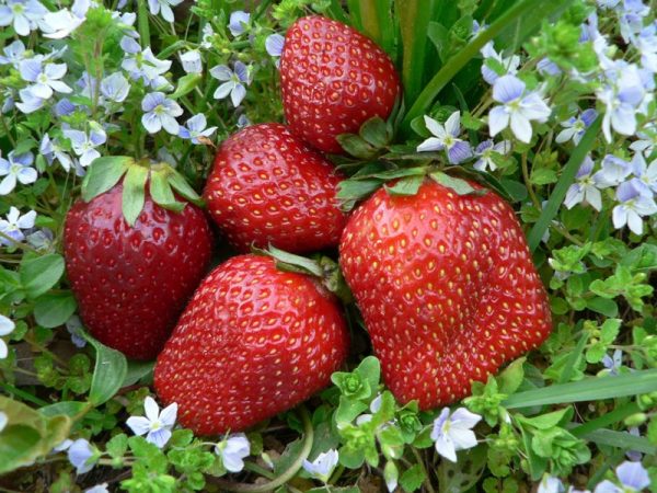 Variété de fraises Festivalnaya