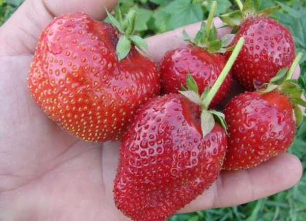 Kama strawberry variety