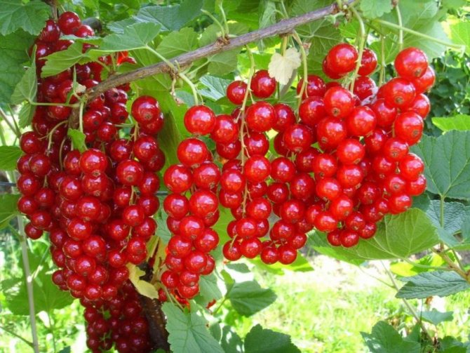 Jonker red currant variety