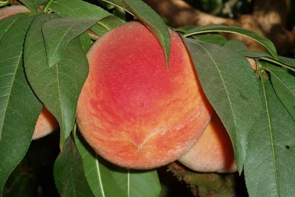 Kremlevsky peach variety