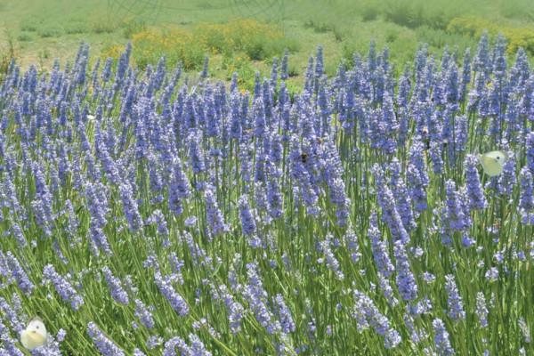 pelbagai lavender