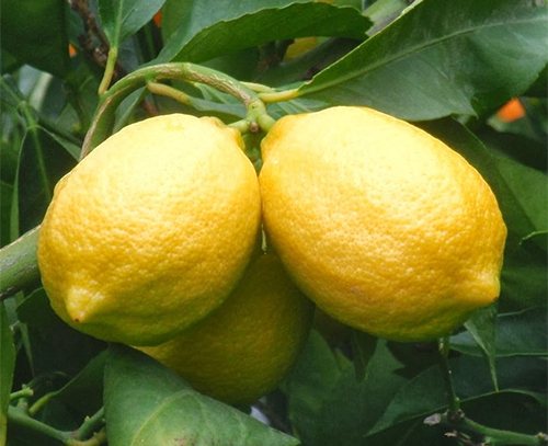 Lemon variety Lisbon