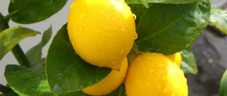 Meyer lemon variety