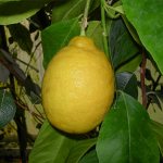 Сорт лимон Новогрузински