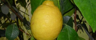 Variété de citron Novogruzinsky