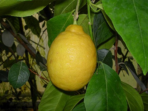 Lemon variety Novogruzinsky