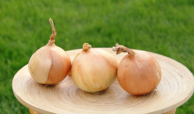 Candy onion variety