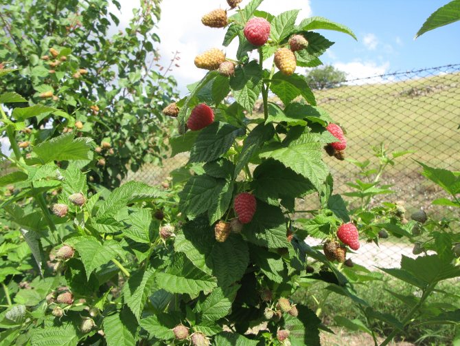 raspberry variety Krepysh