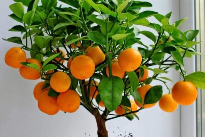 unshiu mandarin variety