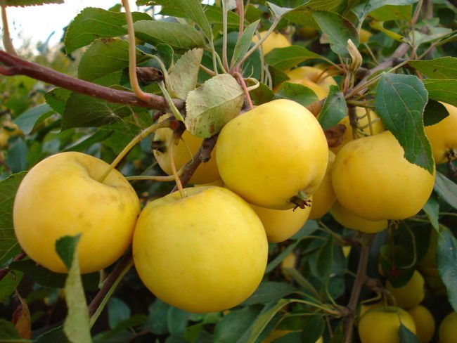 مجموعة متنوعة من التفاح السائبة Uralskoe