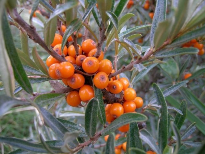 Sea buckthorn variety without thorns