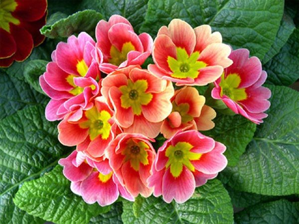 يشكل الصنف زهورًا ضاربة إلى الحمرة والبرتقالي والوردي