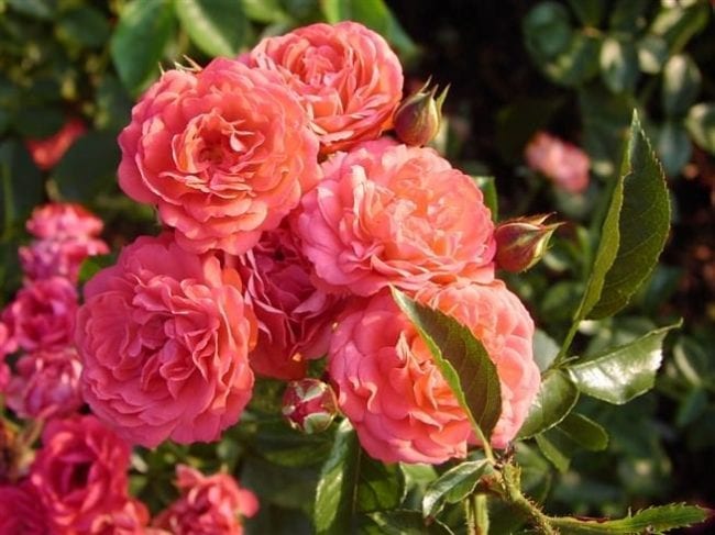 Polyanthus rose variety Orange Triumph
