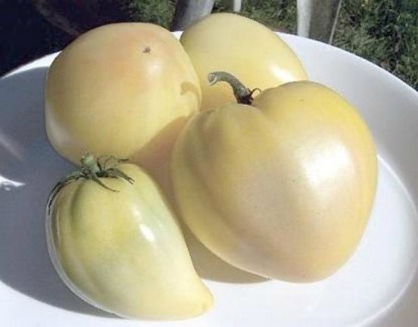 Tomato variety White Bovine na puso