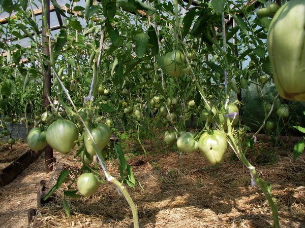 اكتسبت متنوعة من الطماطم Budenovka شعبية واسعة بسبب تباينها في ظروف النمو والرعاية