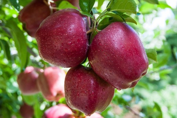 Red Delicious variety