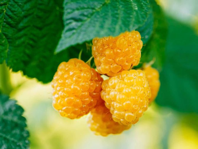 Variety of remontant raspberries Yellow giant