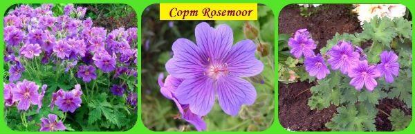Rosemoor variety