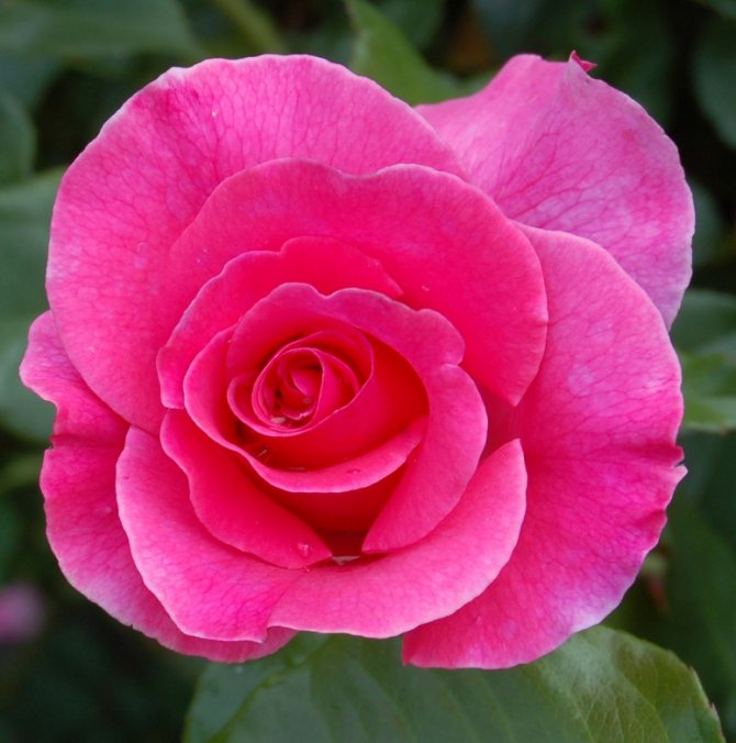 Pelbagai jenis scrub rose - Romanze