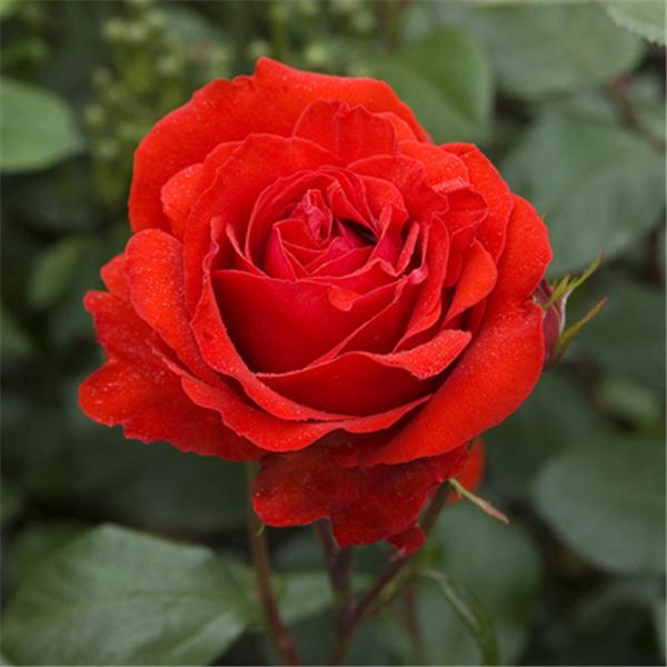 Mawar pelbagai jenis Rose Fluorescent