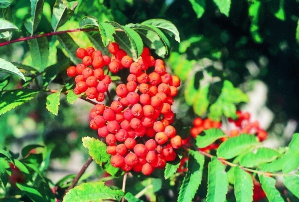 The rowan variety Businka has no astringency, is highly resistant to extreme frosts, drought, diseases
