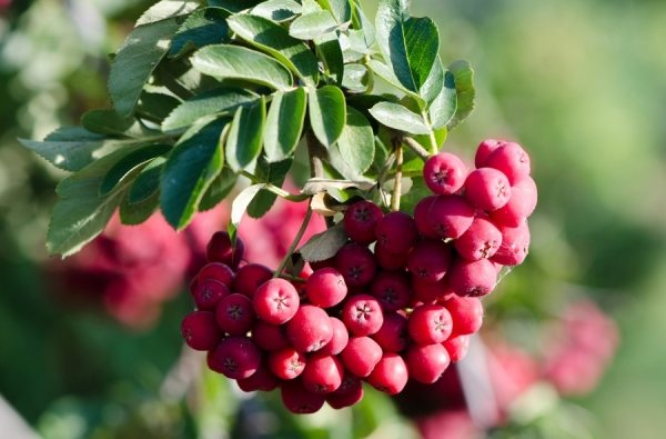 The rowan variety Titan was bred by Michurin, frost and drought resistant, is not affected by diseases