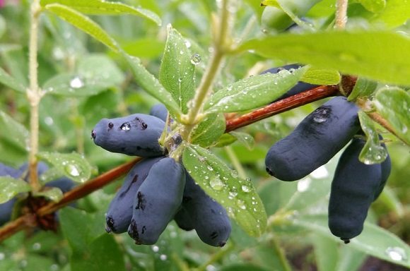 Variety with large berries