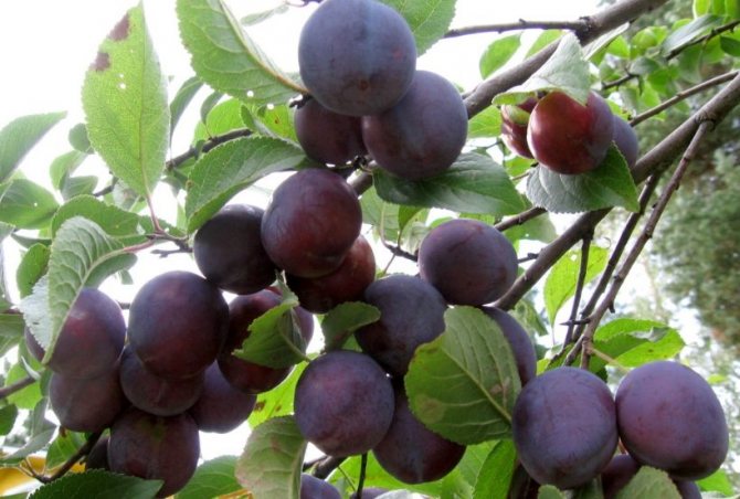 Odrůda švestek maďarská Michurinskaya
