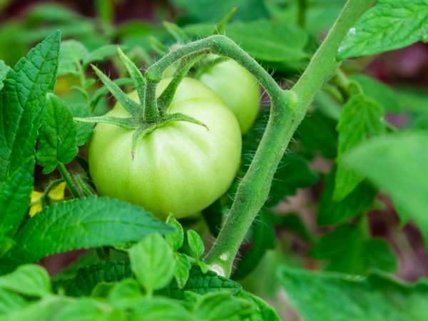 Tomato variety Altai obra maestra