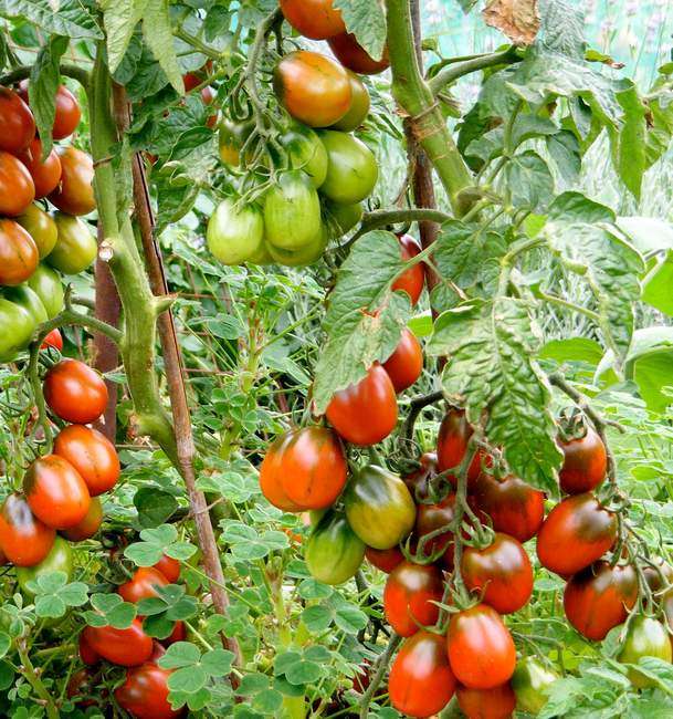 متنوعة الطماطم Black De Barao