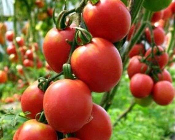 متنوعة الطماطم دي بوراو الوردي