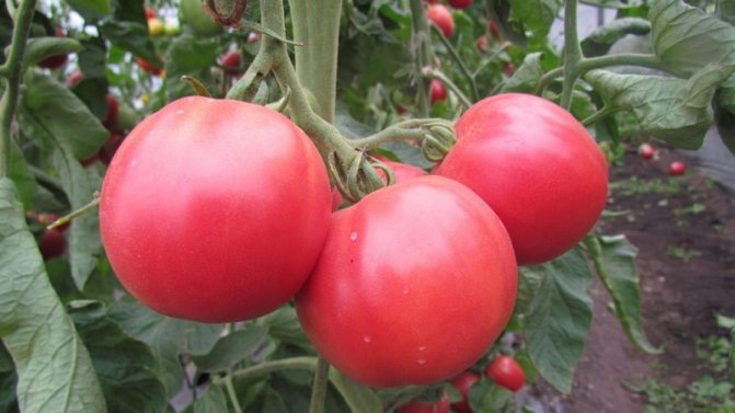 متنوعة الطماطم وصف معجزة الوردي وخصائصها مزايا وعيوب