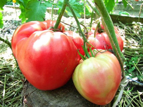Pelbagai tomato Madu merah jambu