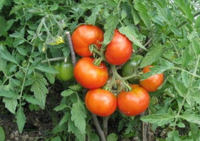 Tomato pelbagai pematangan awal Siberia