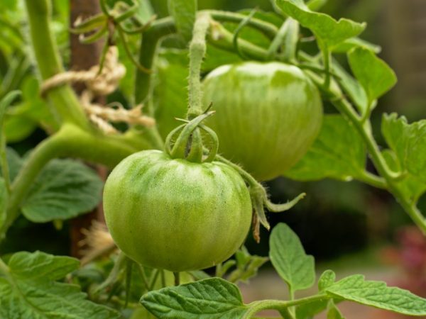Tomato variety Ural higante