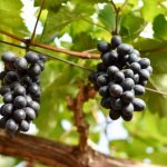 Сорт грозде Gala - характеристики на описание