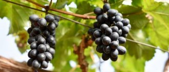 Gala grape variety - description characteristics