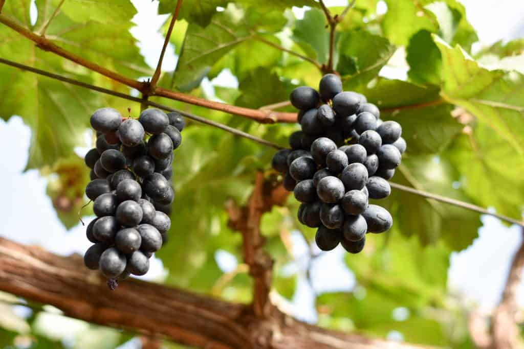 Pelbagai anggur gala - ciri keterangan