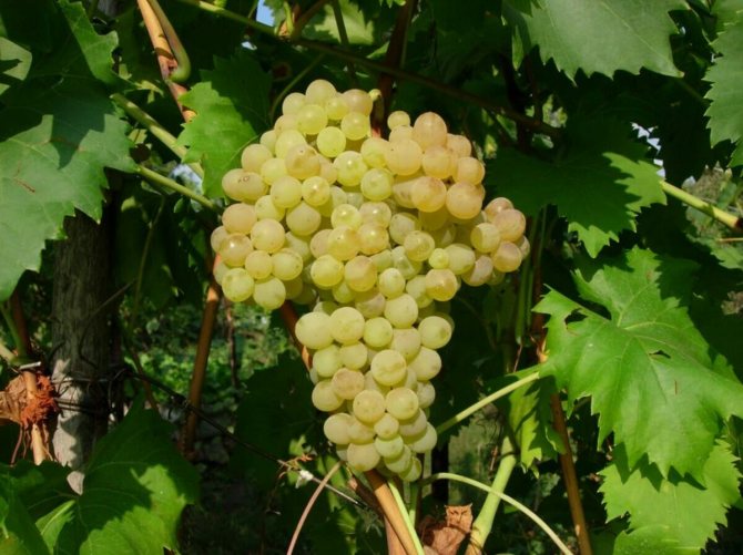Kishmish grape variety