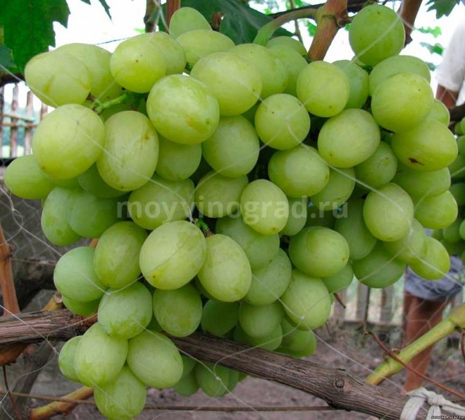 Grape variety Valek photo