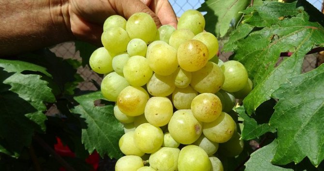 Valyok grape variety