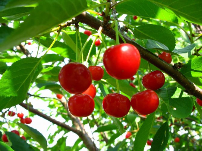 Cherry variety Turgenevka - kaaya-ayang bigat ng pag-aani