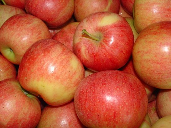 Gala odrůda jablek