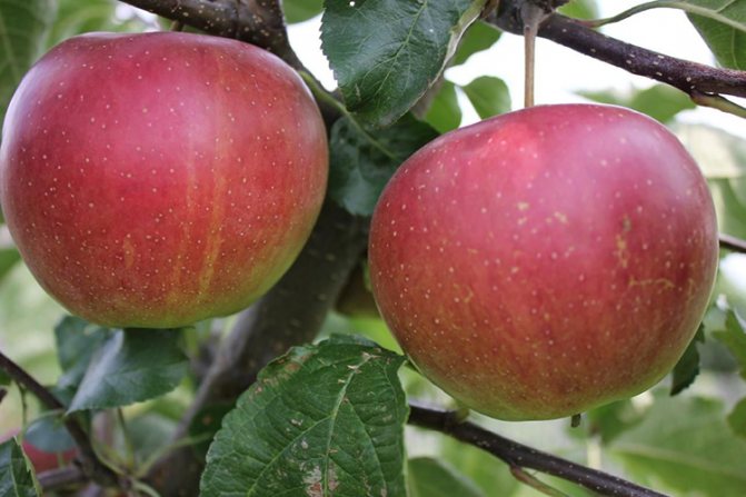 Сорт ябълки Уелси - предимства и недостатъци