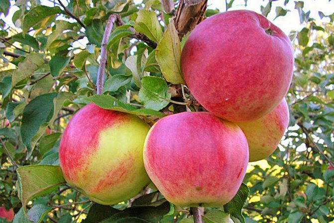 Welsey Apple Variety - Care