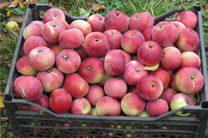 Welsey Apple Variety - Yield