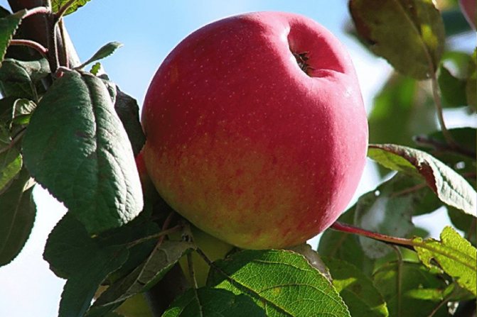 Pelbagai epal Welsey - ketahanan musim sejuk