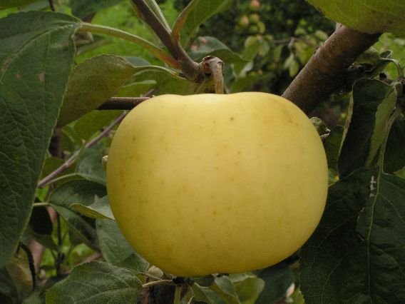 Сорт ябълка Пълнеж от мед