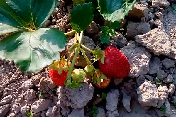 Variety-strawberry-Asia-photo