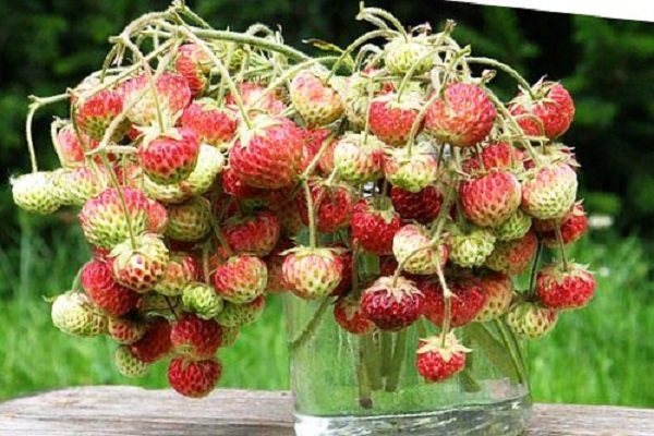 strawberry variety